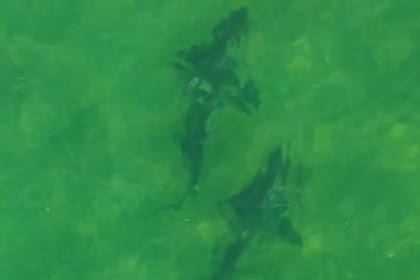 Tiburones avistados en el Golfo San Matías