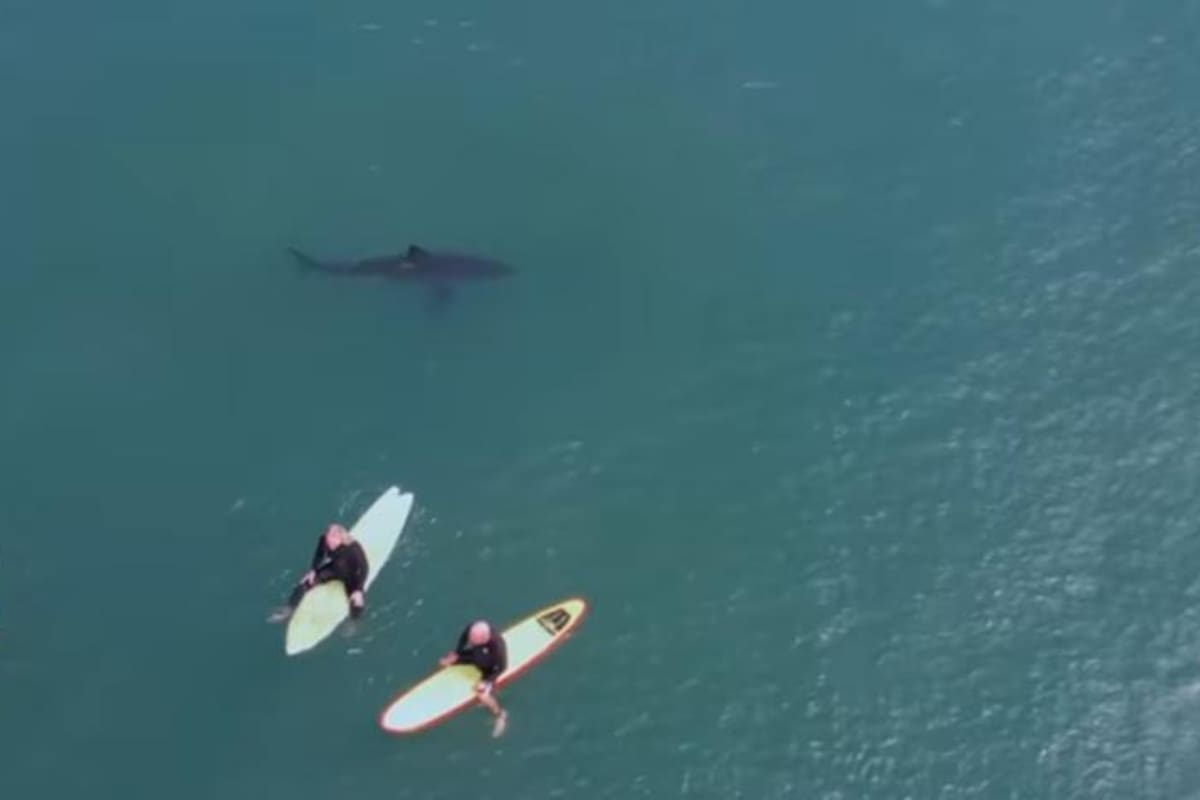 tiburones en San Diego