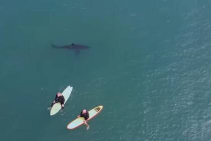 tiburones en San Diego