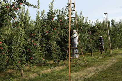 Tiempo de cosecha de la manzana Regina en Río Negro. (Foto: Alejandro Carnevale)