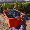 El trabajo rural temporario desata una controversia entre un gremio y una cámara empresaria