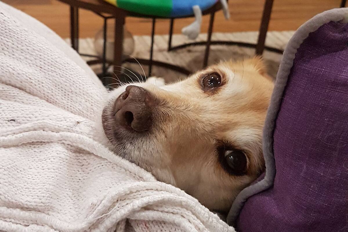 Tiempos felices, tres años atrás, en su sofá. Betty se llevó con ella muchos misterios y su forma única de mirarme