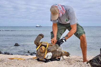 Tiene cien años y desde hace más de cincuenta se dedica a la reproducción de su especie. Con más de 800 descendientes, se considera que Diego la tortuga evitó la extinción definitiva