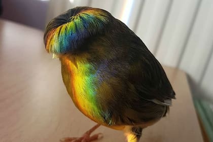 Tiene más de 2000 seguidores y sus looks son admirados por todos. Fuente: Instagram