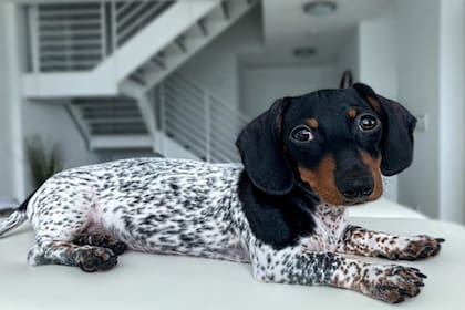 Tiene siete meses y 27 mil seguidores en Instagram. Se llama Moo y su pelo recuerda a un dálmata y también a una vaca en miniatura