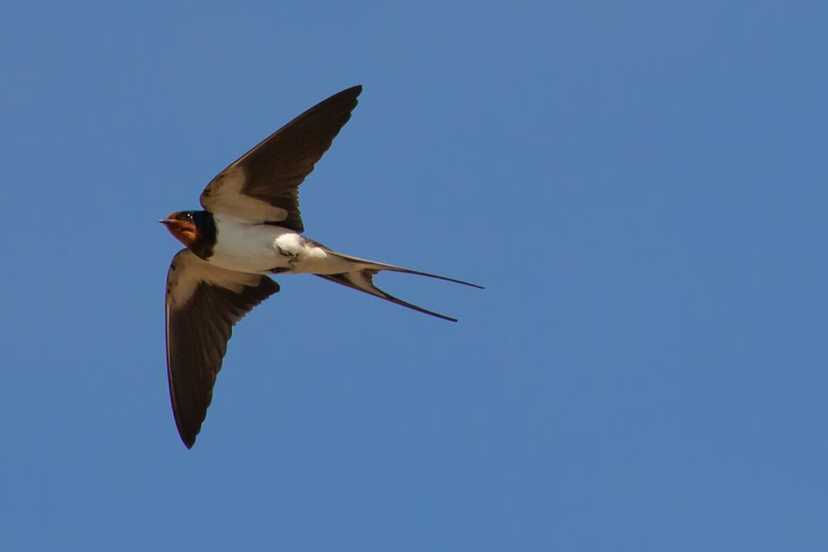 Tienen gran habilidad para volar gracias a sus alas largas y puntiagudas adaptadas a la vida aérea