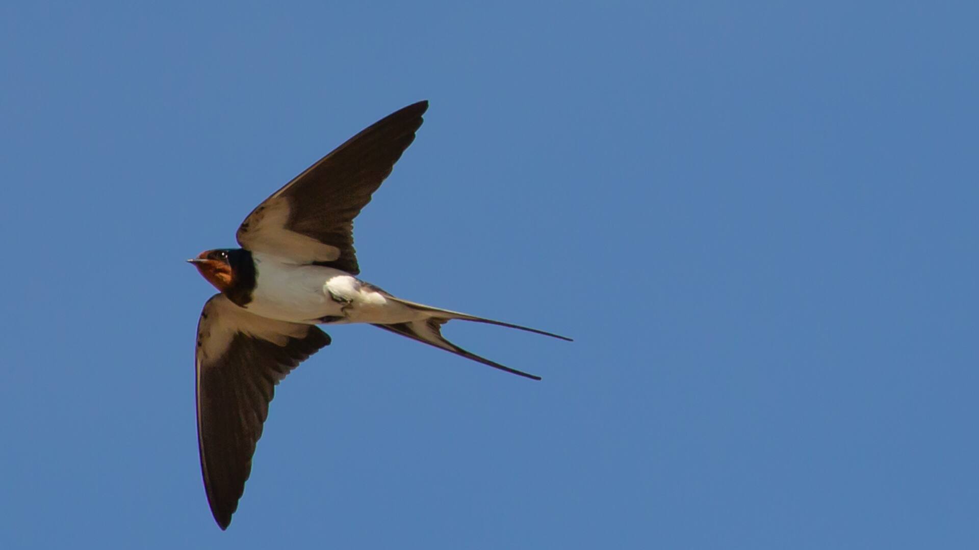 Tienen gran habilidad para volar gracias a sus alas largas y puntiagudas adaptadas a la vida aérea