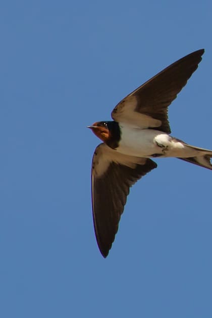 Tienen gran habilidad para volar gracias a sus alas largas y puntiagudas adaptadas a la vida aérea