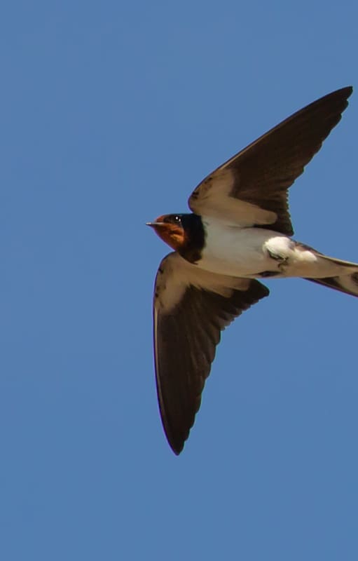 Tienen gran habilidad para volar gracias a sus alas largas y puntiagudas adaptadas a la vida aérea
