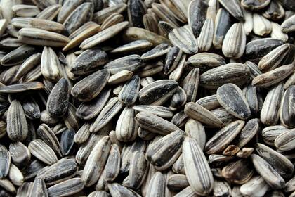 Tienen la ventaja de aportar tantos beneficios como otras semillas o frutos secos más "célebres". Y son más económicas.