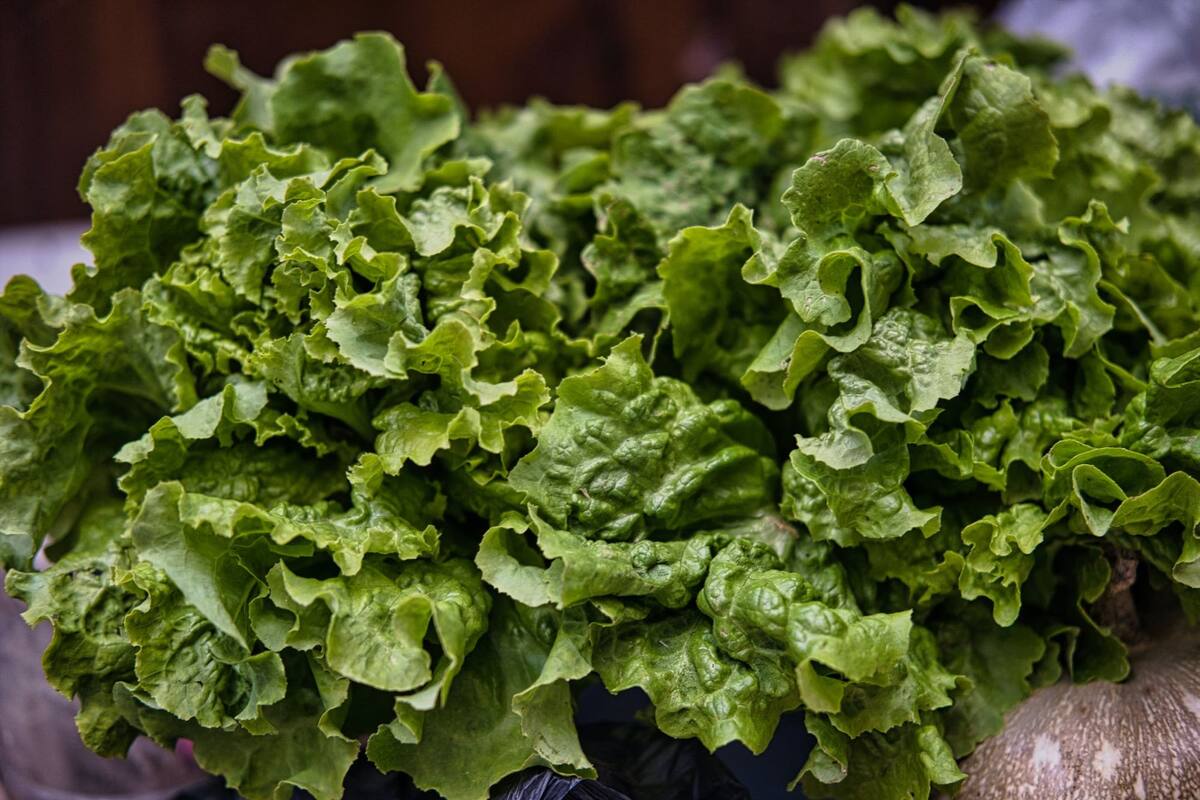 Tienen propiedades y muchos beneficios para la salud