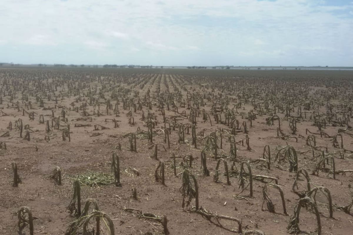 Tierra arrasada. Así quedó un lote con girasol en Colonia Barón, La Pampa