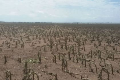 Tierra arrasada. Así quedó un lote con girasol en Colonia Barón, La Pampa
