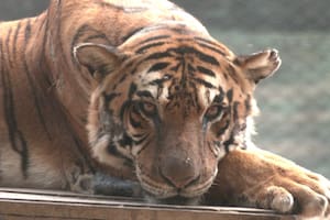 Más de 60 tigres, leones y ligres del zoológico de Luján están listos para ser trasladados