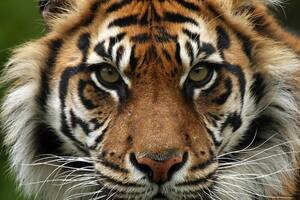 Tigre de Sumatra