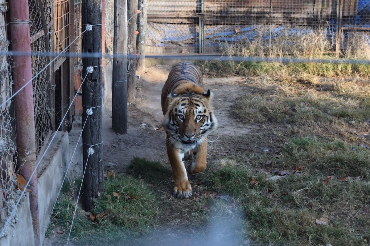 Tigre de Bengala rescatado de su cautiverio en un campo de Maggiolo, en el sudoeste santafesino