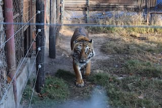 Una leona, un tigre y un carpincho, cautivos en un campo del sur de Santa Fe