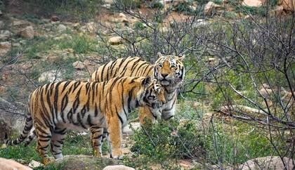 Tigres en el Santuario de Arizona