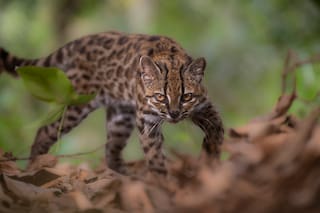 Lo confundieron con un gato doméstico pero reveló la existencia de una nueva especie para la ciencia