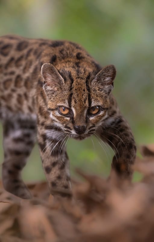 Tigrino reside desde 2017 en el Refugio de Animales Senda Verde, en la región de los Yungas de Bolivia.