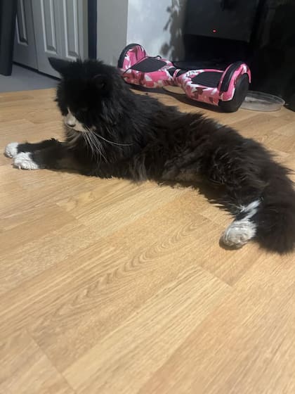 Tiki es un gato ciego de 20 años.