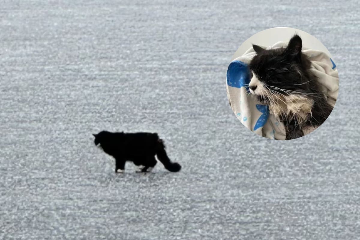 Tiki, un gato ciego de 20 años, quedó a la deriva en un trozo de hielo en el lago Nabnasset, Massachusetts (Westford Animal Control)