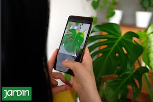 Cómo una hoja puede volverse viral y cambiar el mercado de las plantas