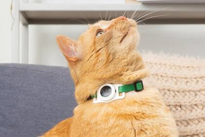 Este collar Bluetooth te permite saber por dónde anda tu gato - LA NACION