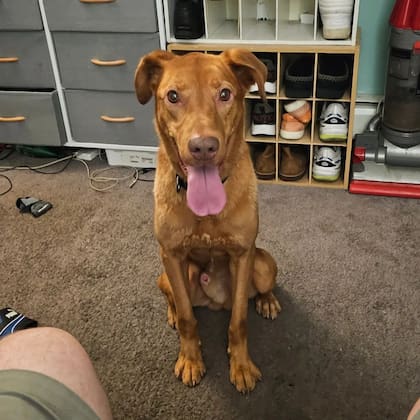 Tim Ryan publicó una foto de Bruce, su perro perdido y pidió ayuda para encontrarlo en un grupo local de Facebook.