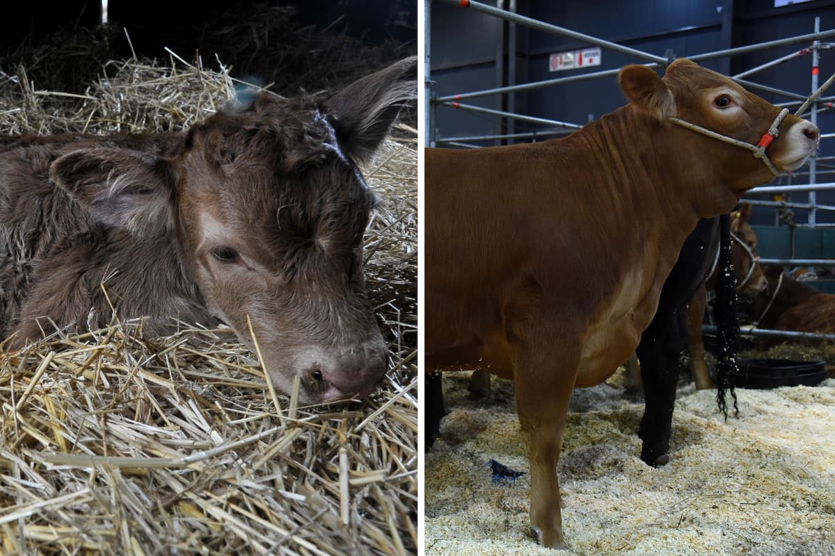 Tini Tini nació hace dos años en la Exposición Rural de Palermo