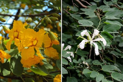 Tipuana tipu, conocida como tipa (izquierda) y Bauhinia forficata (derecha).