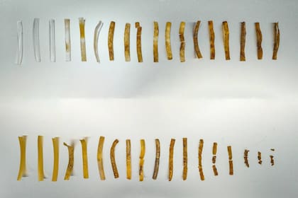 Tiras de TPU simple (arriba) y con bacterias incorporadas (abajo) en diferentes etapas de descomposición durante cinco meses de estar en abono