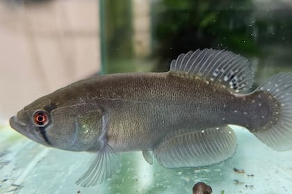 Titanolebias calvinoi, la recién descubierta especie en Chaco