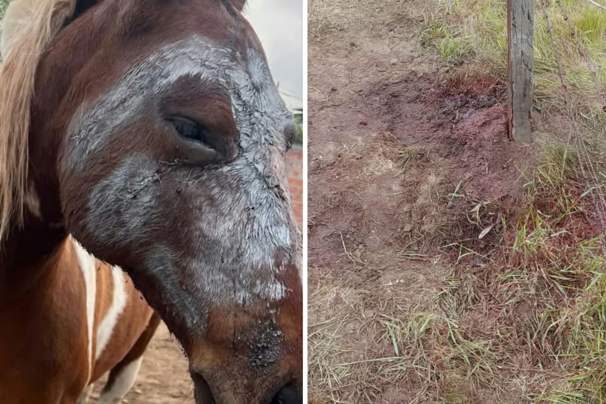 Tobiana sufrió profundos cortes en la cabeza y una fractura en el hocico; la yegua recibió cuidados para recuperarse de las heridas