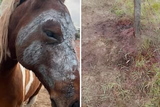 Entraron a un campo, le cortaron la cara y le fracturaron el hocico