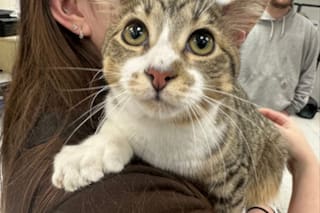 Quién es Toby, el gato que tiene 28 dedos y entró en el récord Guinness