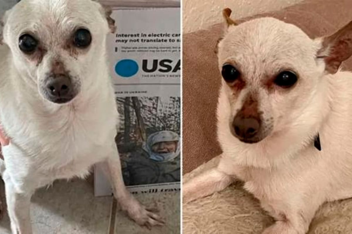 TobyKeith es el perro vivo más viejo en todo el mundo y fue reconocido por los Records Guinness