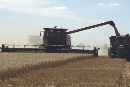 En el norte se inició la cosecha de trigo y se irá generalizando durante noviembre