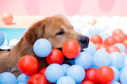 Todas las actividades son pensadas para que puedan disfrutar las mascotas