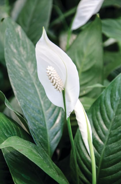 Todas las partes del Spathiphyllum wallisii contienen oxalato de calcio, que puede producir dermatitis o reacciones agudas si se ingiriese.