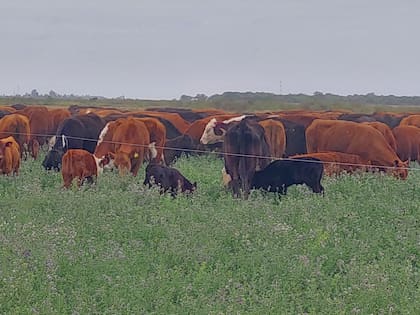 Todas las pasturas pueden presentar deficiencias minerales