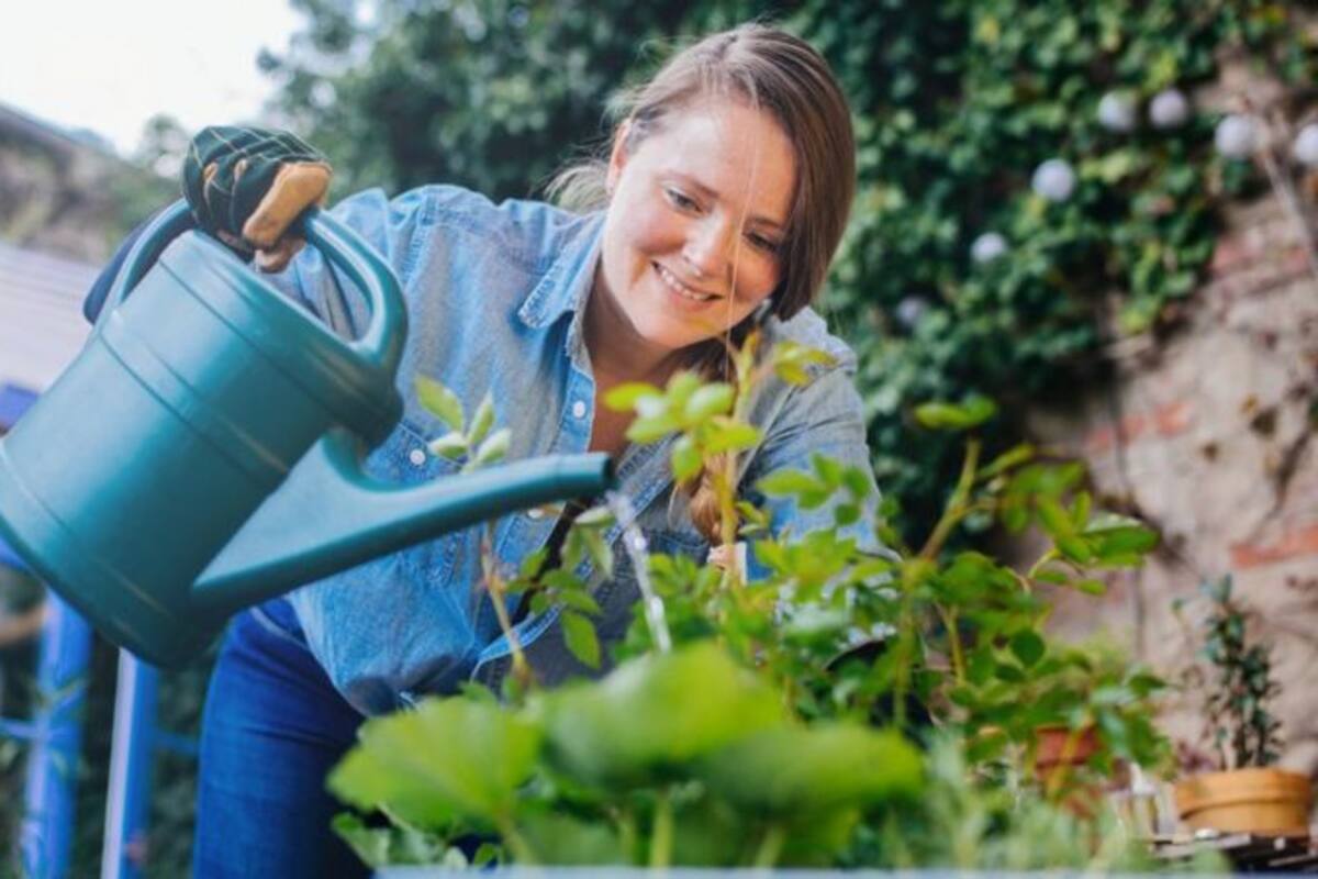 Todas las plantas de interior tienen sus gustos y disgustos