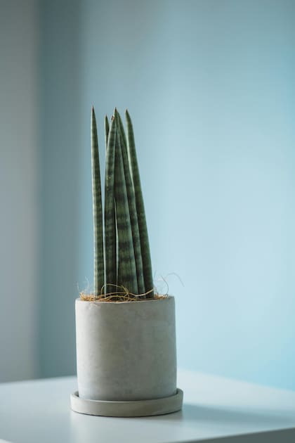 Todas las plantas necesitan ciertos cuidados esenciales para crecer sanas y fuertes