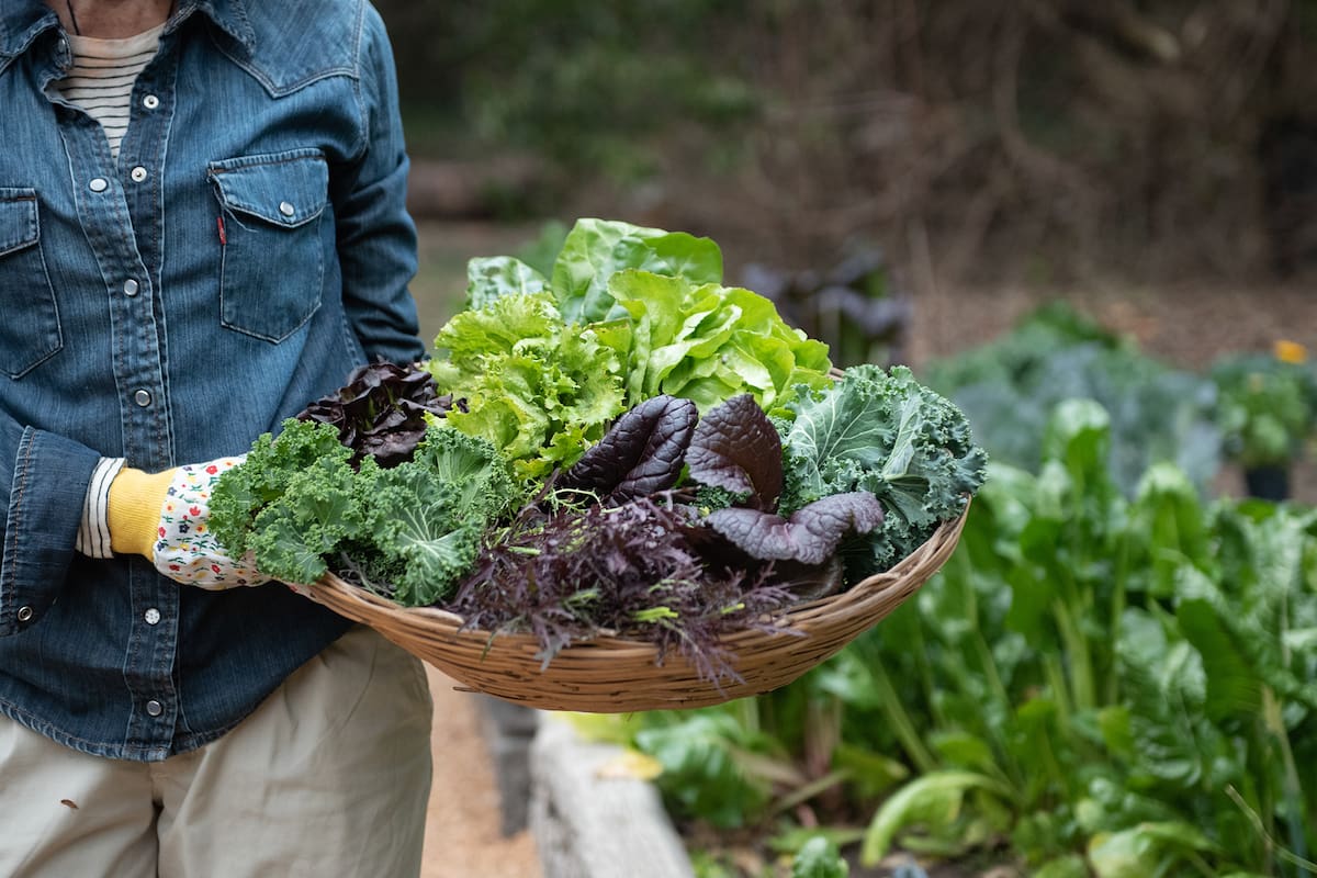Todas las variedades de la lechuga tienen una vida útil muy corta y eso complica su comercialización