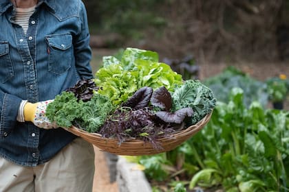 Todas las variedades de la lechuga tienen una vida útil muy corta y eso complica su comercialización