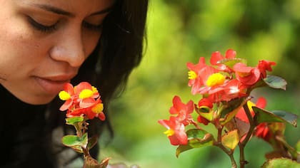 Todavía persisten muchas interrogantes sobre las angiospermas, como cuál es el origen de la estructura básica de la flor.