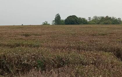 "Todavía sueño con que resurja el campo y las economías regionales. No es un deseo personal, es por el bien de todos, porque vivimos en un país agropecuario. El derrame de las economías regionales es fundamental en el interior”, destacó Klingbeil