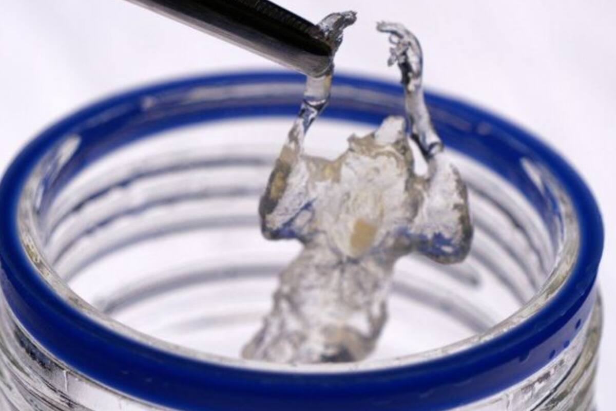 Todo dentro del ratón -sus nervios, tejidos y órganos- se vuelve invisible por un proceso químico