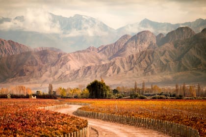 "Todo el mundo debería vivir en Mendoza", dice Ed.