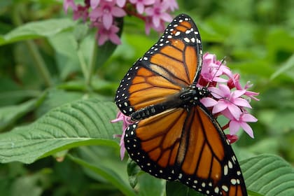 Todo esto sugiere que la capacidad de las especies de ajustar su calendario biológico en función del clima podría ser un rasgo adaptativo que permitiría a las mariposas una mayor sincronización con los recursos de los que se alimentan